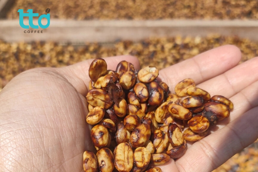 Sơ chế bán ướt (Honey Process) là phương pháp kết hợp giữa sơ chế khô và sơ chế ướt Sơ chế bán ướt (Honey Process) là phương pháp kết hợp giữa sơ chế khô và sơ chế ướt