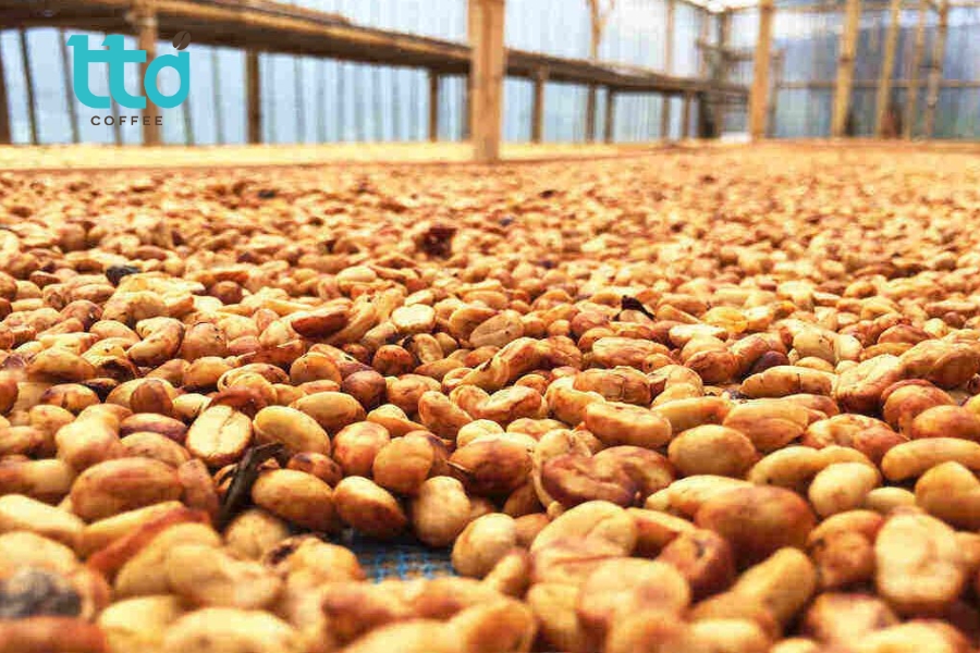 Chế biến cà phê bán ướt là gì? Quy trình, ưu và nhược điểm 1 Cà phê sơ chế bán ướt nổi bật với vị ngọt caramel, mật ong, body đầy đặn, độ axit dịu và hậu vị kéo dài, cân bằng.