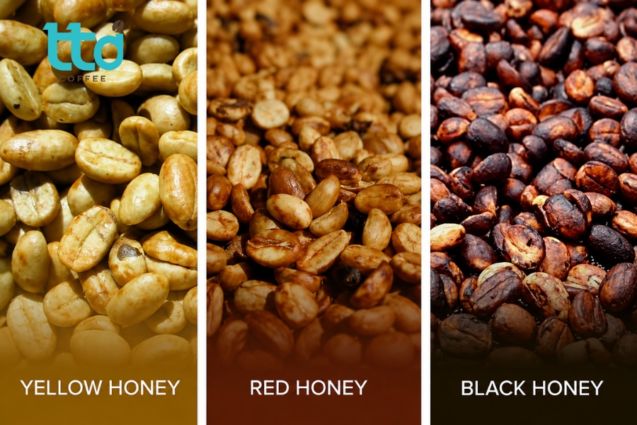 Cà phê chế biến mật ong bao gồm: Yellow Honey, Red Honey, Black Honey Cà phê chế biến mật ong bao gồm: Yellow Honey, Red Honey, Black Honey