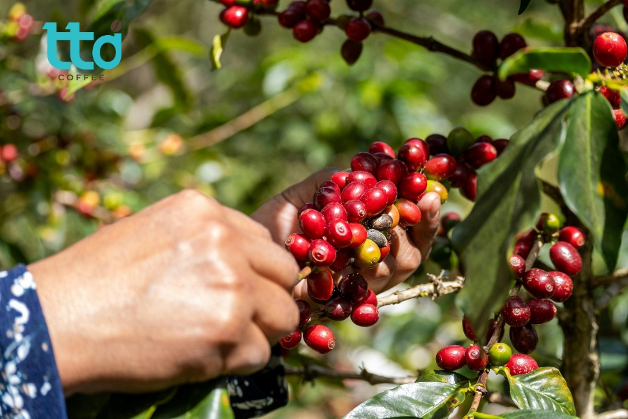 Cà phê sau thu hoạch được ngâm nước, sàng lọc và loại bỏ quả xanh, quả hư cùng tạp chất để giữ lại những quả chín đạt chất lượng Cà phê sau thu hoạch được ngâm nước, sàng lọc và loại bỏ quả xanh, quả hư cùng tạp chất để giữ lại những quả chín đạt chất lượng