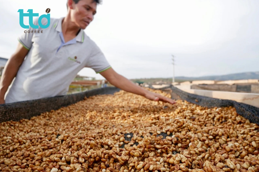 Cà phê được phơi hoặc ủ lên men tùy điều kiện sản xuất, đồng thời xới đảo hằng ngày trong 6–8 ngày để hạt khô đều và hạn chế hút ẩm trở lại. Cà phê được phơi hoặc ủ lên men tùy điều kiện sản xuất, đồng thời xới đảo hằng ngày trong 6–8 ngày để hạt khô đều và hạn chế hút ẩm trở lại.