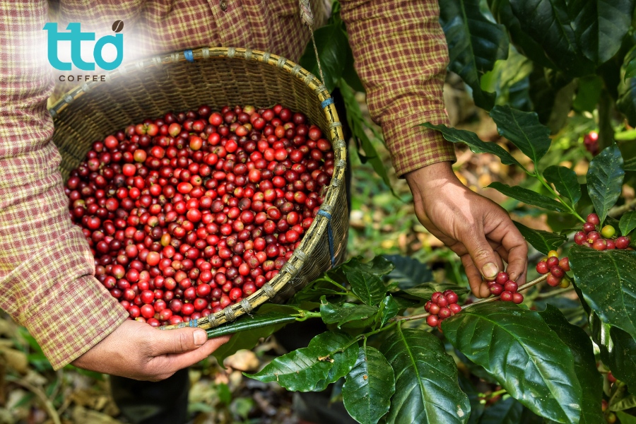 Thu hoạch cà phê đúng độ chín giúp đảm bảo hàm lượng đường, độ đồng đều và chất lượng Thu hoạch cà phê đúng độ chín giúp đảm bảo hàm lượng đường, độ đồng đều và chất lượng