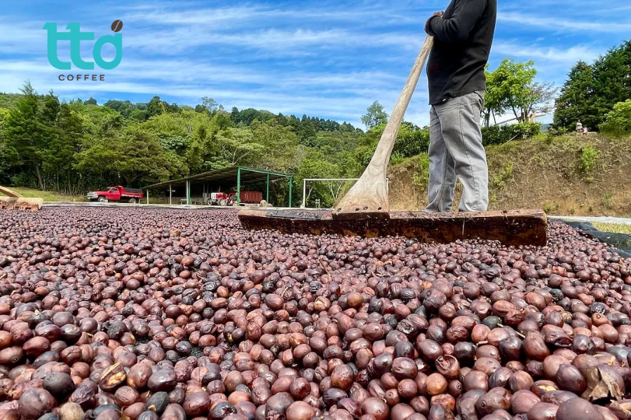 Sơ chế khô cà phê là phương pháp phơi nguyên trái dưới ánh nắng tự nhiên, giúp hạt hấp thụ vị ngọt từ quả chín Sơ chế khô cà phê là phương pháp phơi nguyên trái dưới ánh nắng tự nhiên, giúp hạt hấp thụ vị ngọt từ quả chín