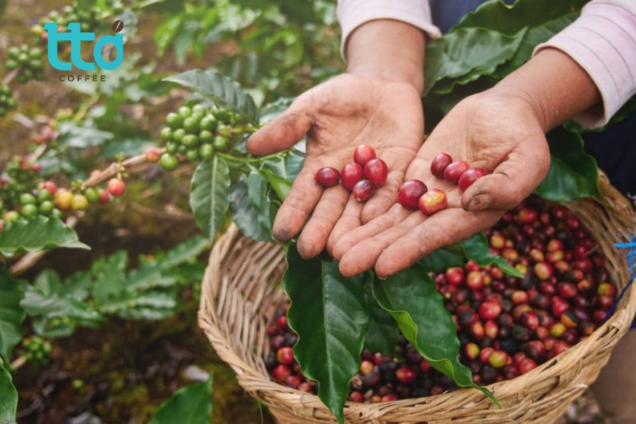 Tín Thành Đạt Coffee chọn lọc cà phê từ các vùng trồng uy tín, rang mộc nguyên chất Tín Thành Đạt Coffee chọn lọc cà phê từ các vùng trồng uy tín, rang mộc nguyên chất