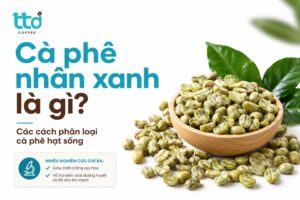 Cà phê nhân xanh là gì? Các cách phân loại cà phê hạt sống