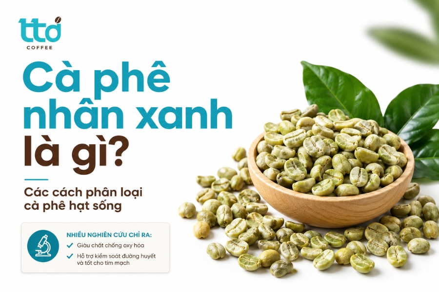 Cà phê nhân xanh là gì? Các cách phân loại cà phê hạt sống Cà phê nhân xanh là gì? Các cách phân loại cà phê hạt sống