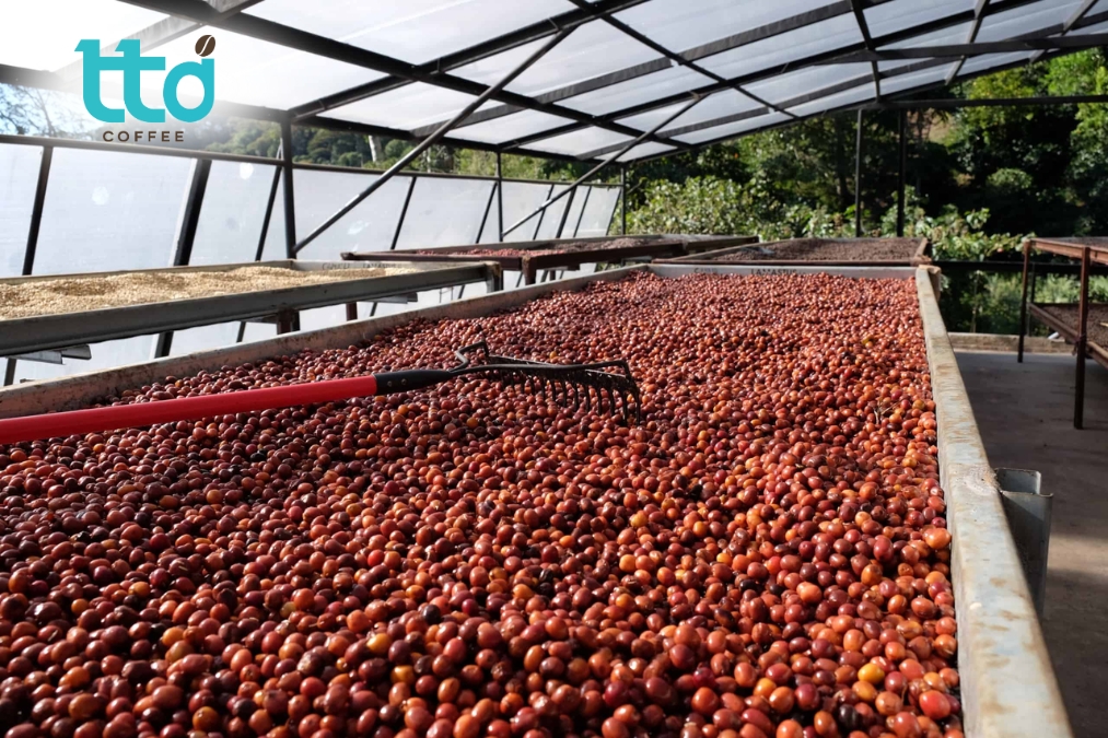 Rửa sạch và phơi hoặc sấy hạt giúp loại bỏ tạp chất, làm khô đồng đều Rửa sạch và phơi hoặc sấy hạt giúp loại bỏ tạp chất, làm khô đồng đều