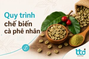 Quy trình sản xuất và chế biến cà phê nhân xanh chi tiết