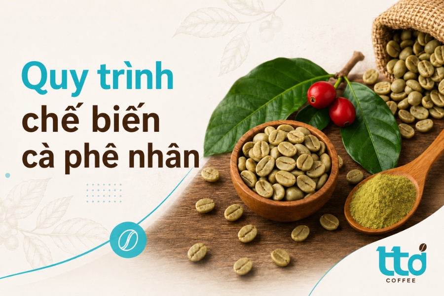 Quy trình sản xuất và chế biến cà phê nhân xanh chi tiết Quy trình sản xuất và chế biến cà phê nhân xanh chi tiết