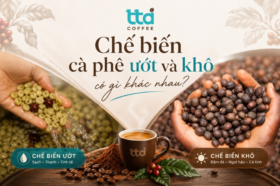 So sánh chế biến cà phê ướt và khô có gì khác nhau?