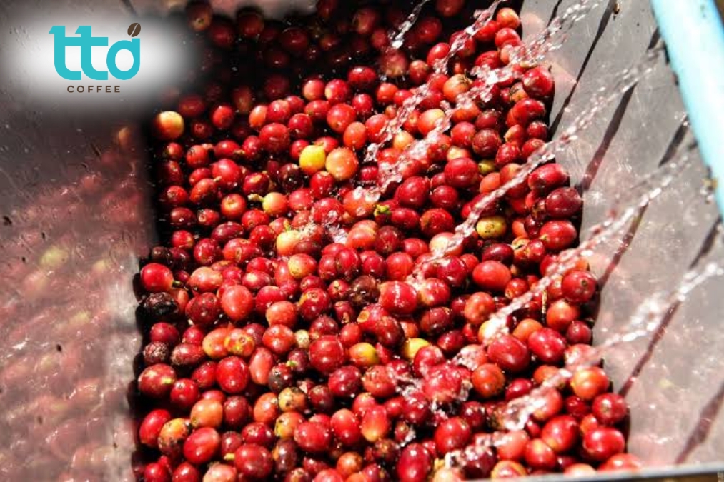 Lên men là công đoạn ngâm ủ hạt cà phê sau khi tách vỏ nhằm phân hủy và loại bỏ lớp nhớt Lên men là công đoạn ngâm ủ hạt cà phê sau khi tách vỏ nhằm phân hủy và loại bỏ lớp nhớt