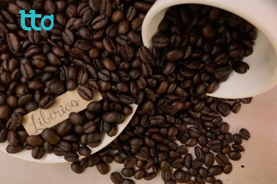 Cà phê Cherry (cà phê mít) thuộc chi Coffea Cà phê Cherry (cà phê mít) thuộc chi Coffea