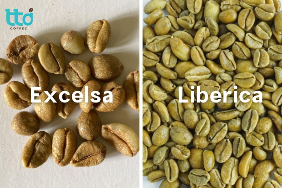 Từng được xem là một biến thể của Liberica, Excelsa hiện được công nhận là loài riêng