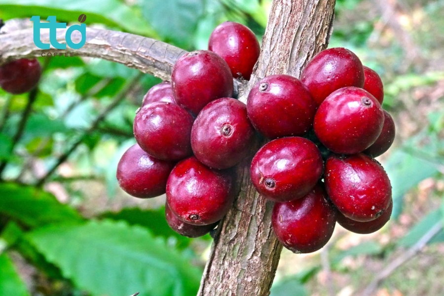 Tây Nguyên là vùng trồng Robusta trọng điểm của Việt Nam Tây Nguyên là vùng trồng Robusta trọng điểm của Việt Nam