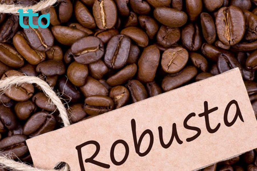 Cà phê Robusta hay cà phê vối, tên khoa học Coffea canephora Cà phê Robusta hay cà phê vối, tên khoa học Coffea canephora