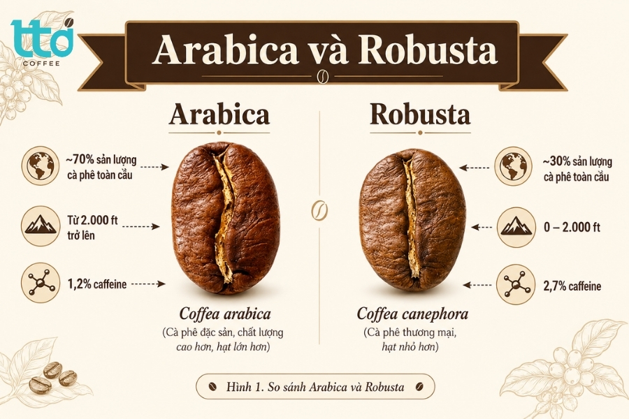 Robusta hợp khí hậu nóng ẩm, Arabica phát triển tốt ở vùng cao mát mẻ. Robusta hợp khí hậu nóng ẩm, Arabica phát triển tốt ở vùng cao mát mẻ.