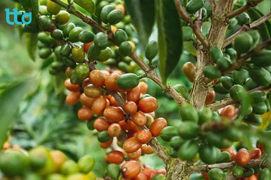 Giống Pink Bourbon (Bourbon quả hồng)