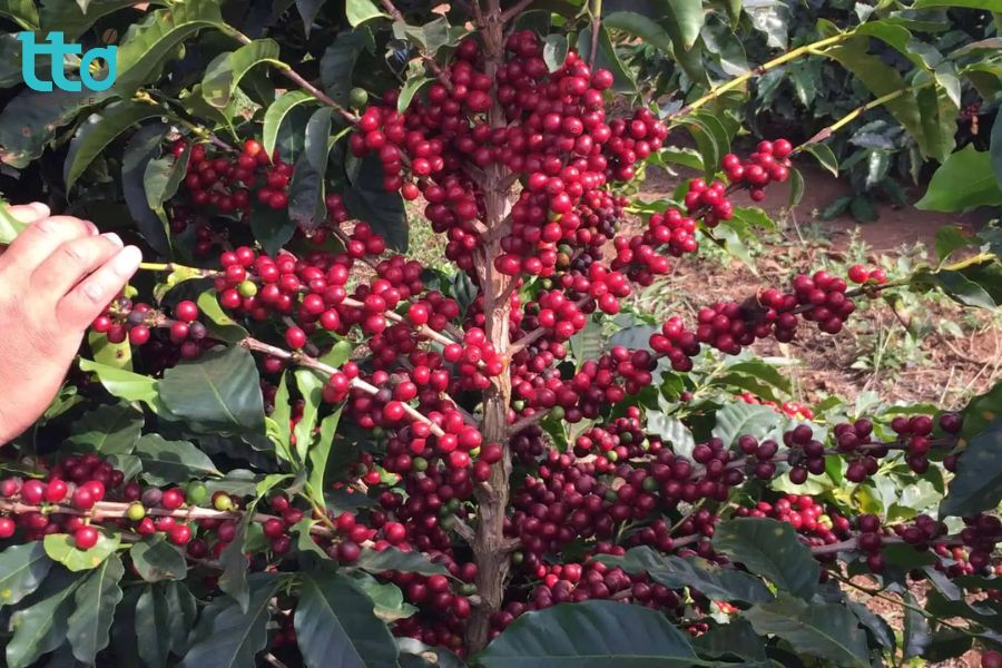 Tại Việt Nam, Bourbon là giống cà phê hiếm, hiện còn rất ít tại Đà Lạt