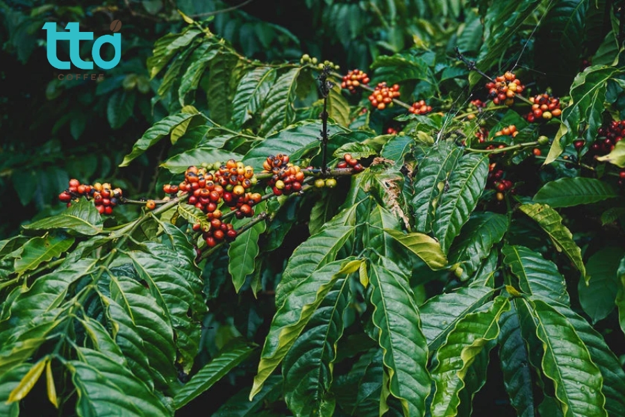 Đặc điểm nổi bật của giống cà phê mít Đặc điểm nổi bật của giống cà phê mít
