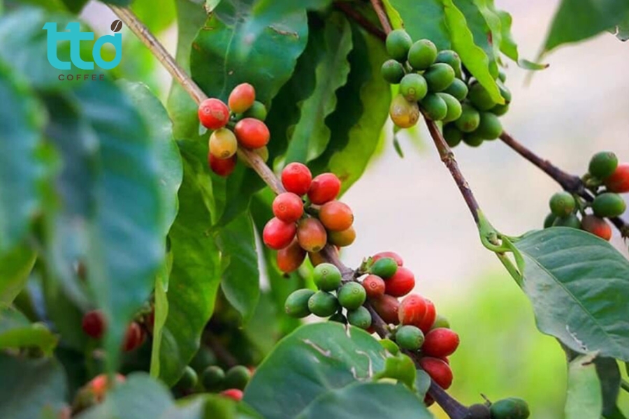 Moka là giống Arabica khó trồng, có hạt nhỏ, năng suất thấp Moka là giống Arabica khó trồng, có hạt nhỏ, năng suất thấp