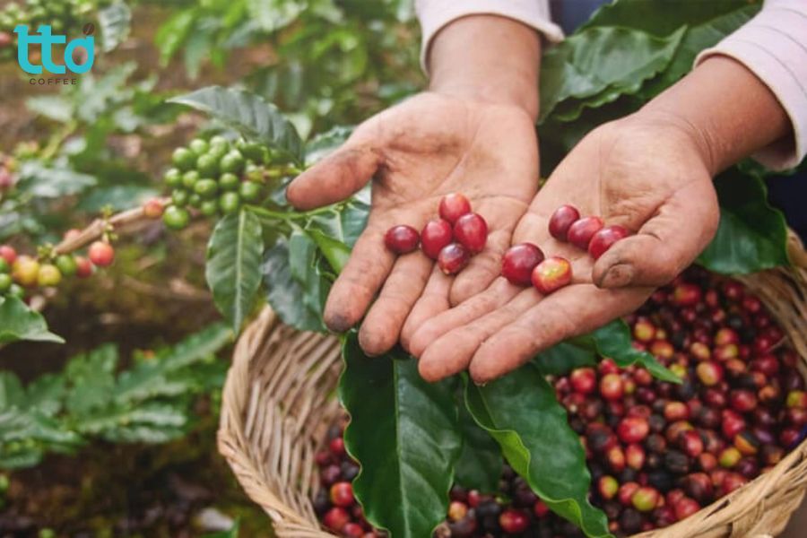 Đặc điểm sinh học của giống cà phê Bourbon