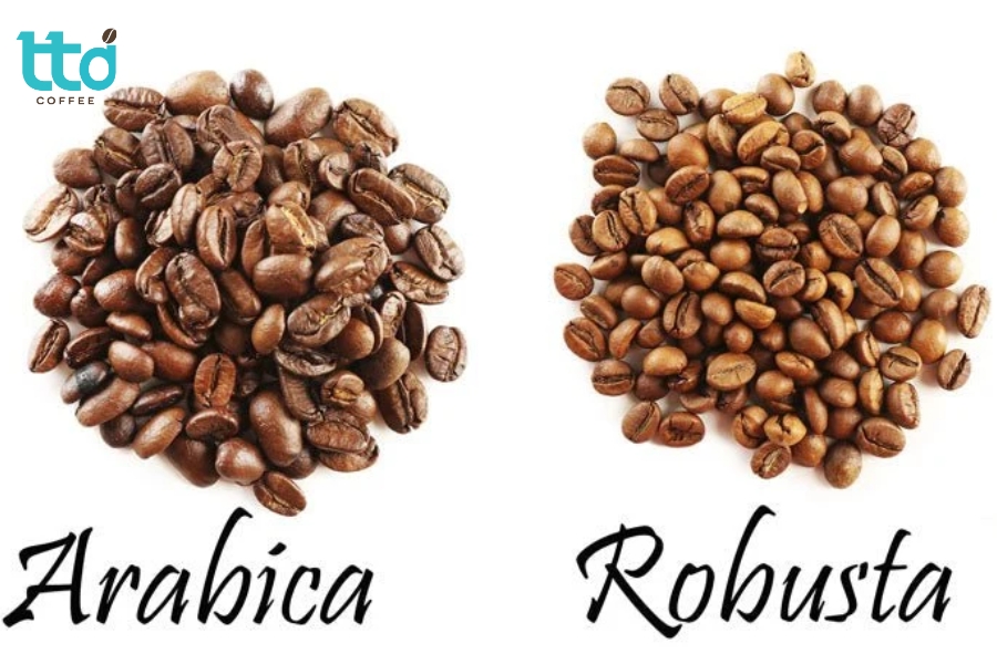 Giá trị kinh tế cà phê Robusta và Arabica tại Việt Nam Giá trị kinh tế cà phê Robusta và Arabica tại Việt Nam