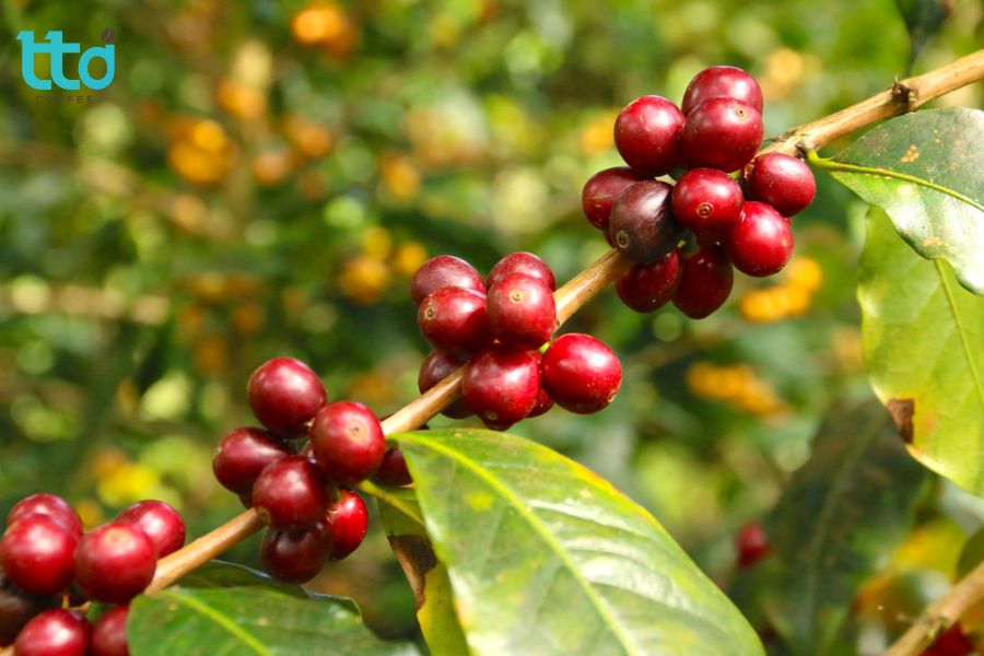 Cà phê Bourbon bắt nguồn từ Ethiopia, phát triển tại đảo Bourbon