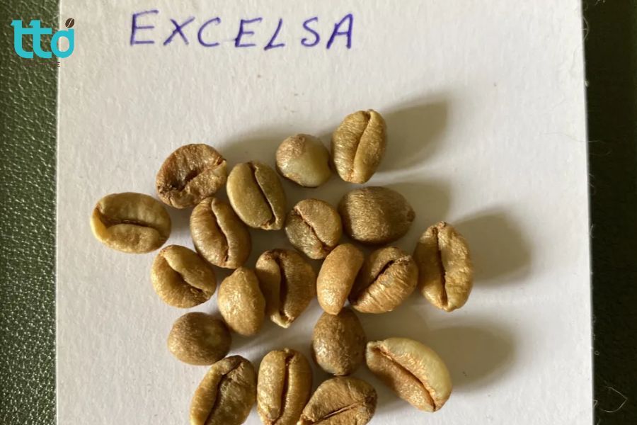 Excelsa có nguồn gốc từ Trung Phi, được ghi nhận khoa học vào đầu thế kỷ XX