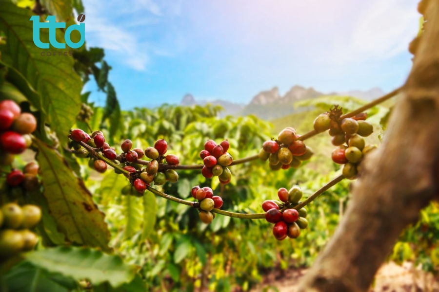 Cà phê Robusta có nguồn gốc từ Trung và Tây Phi Cà phê Robusta có nguồn gốc từ Trung và Tây Phi