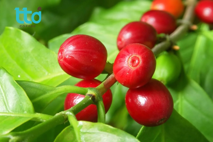 Cà phê Cherry có nguồn gốc từ Tây Phi, sau đó được du nhập sang châu Á Cà phê Cherry có nguồn gốc từ Tây Phi, sau đó được du nhập sang châu Á