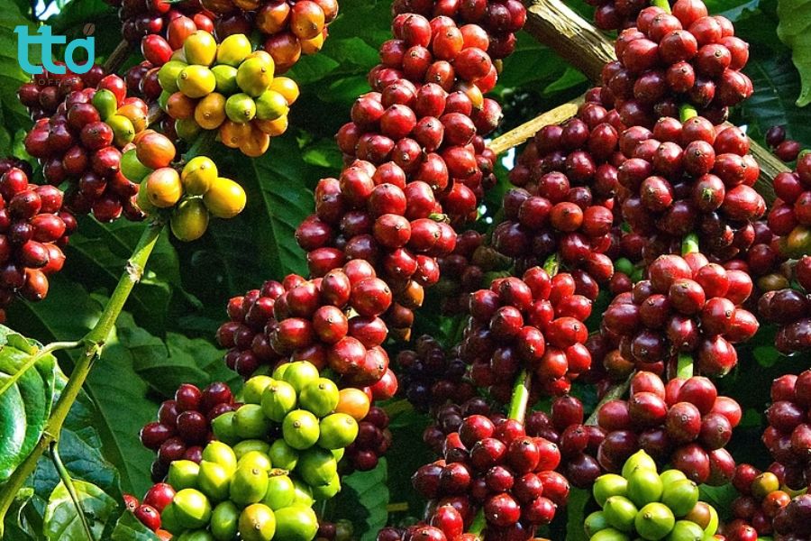 Excelsa có sức sinh trưởng mạnh nhưng vẫn khó mở rộng ở quy mô lớn do cây cao, thu hoạch muộn
