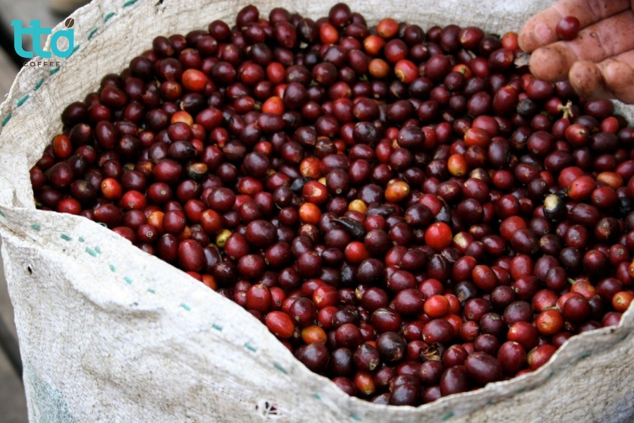 Thu hoạch chọn lọc quả chín