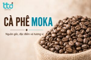 Cà phê Moka là gì? Nguồn gốc, đặc điểm và hương vị cà phê Moka