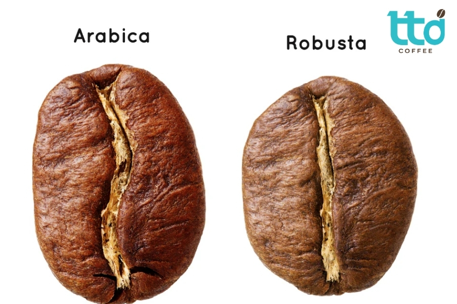 Arabica thuôn dài, Robusta nhỏ và tròn hơn Arabica thuôn dài, Robusta nhỏ và tròn hơn
