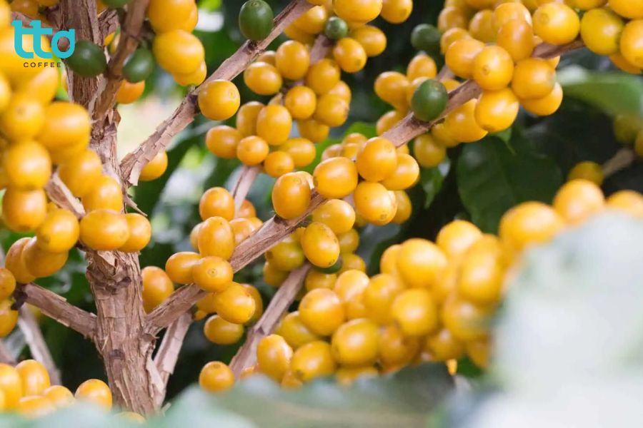 Yellow Bourbon (Bourbon quả vàng)