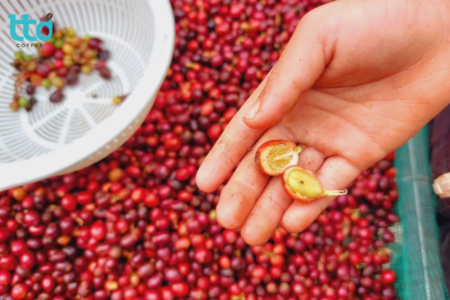 Excelsa có hương vị nhiều tầng, nổi bật với vị chua thanh của trái cây