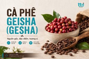 Cà phê Geisha là gì? Đặc điểm, hương vị và giá thành