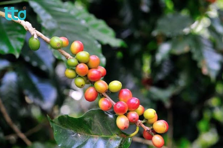 Các vùng trồng cà phê Geisha phổ biến
