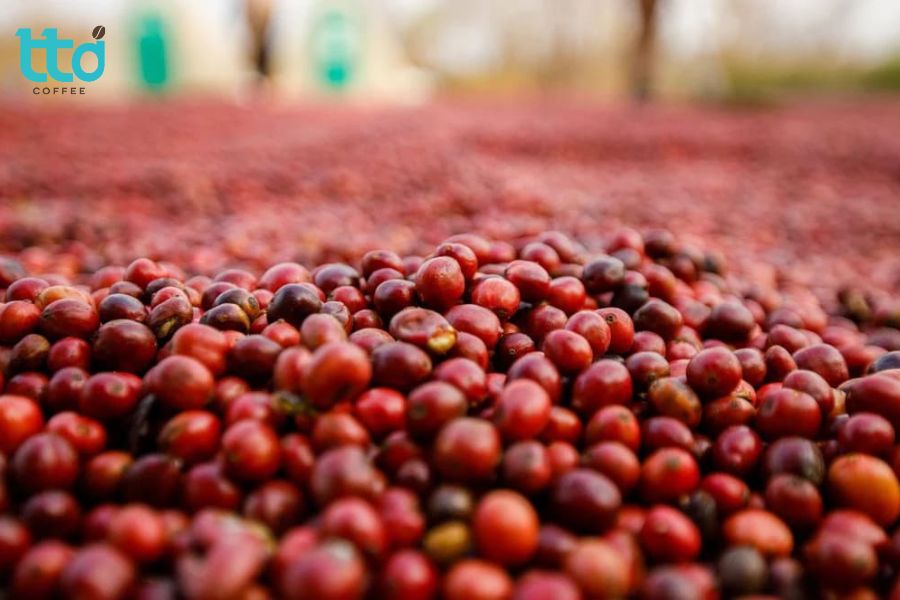 Geisha là giống cà phê có cây cao, cành mảnh, hạt thuôn dài, năng suất thấp