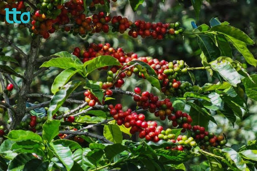 Cà phê Geisha (Gesha) có nguồn gốc từ những khu rừng hoang dã tại vùng Gori Gesha