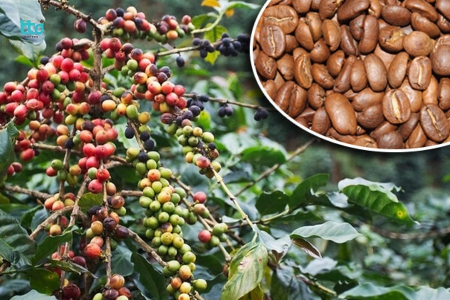 Cà phê Catimor có đặc điểm sinh trưởng như thế nào? Cà phê Catimor có đặc điểm sinh trưởng như thế nào?