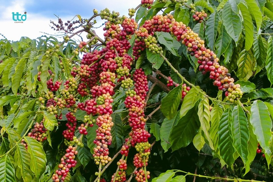 Cà phê Catimor: Giải pháp cho vấn đề của Arabica Cà phê Catimor: Giải pháp cho vấn đề của Arabica
