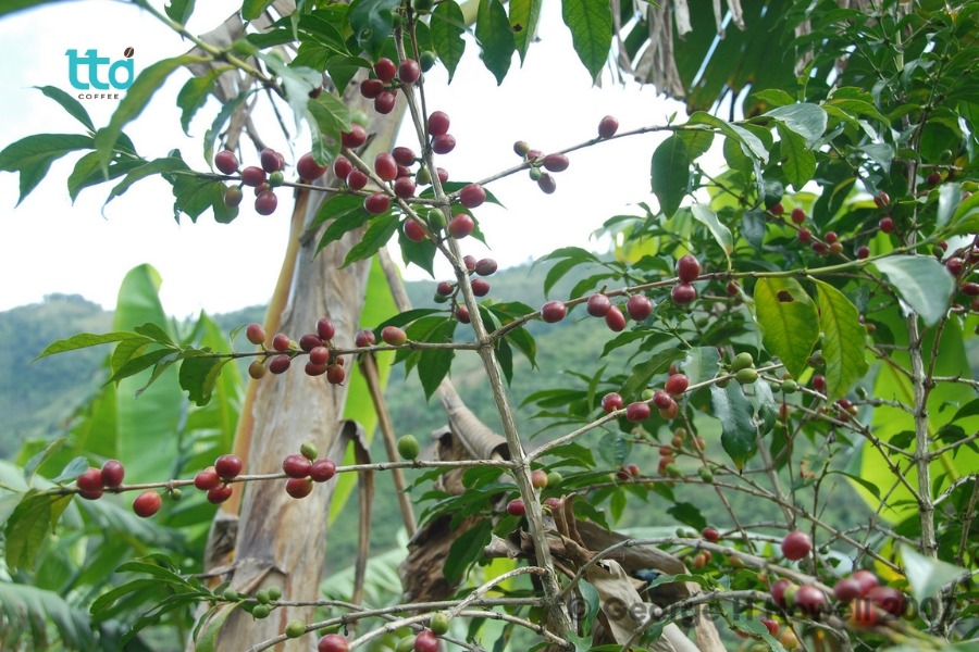 Cà phê Typica có dễ trồng không?