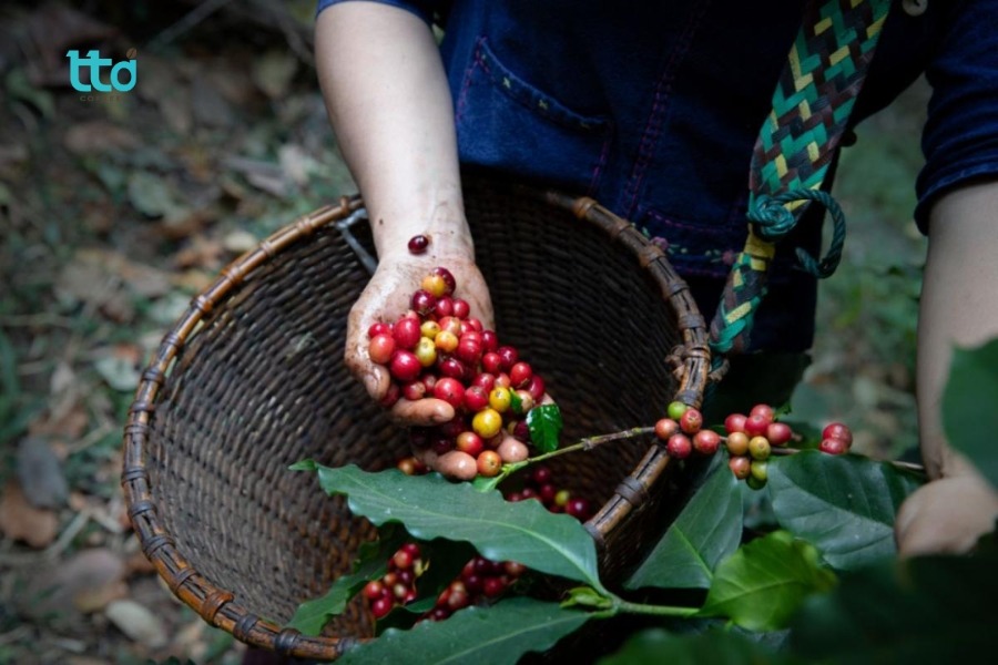 Cà phê Typica có nguồn gốc từ đâu?