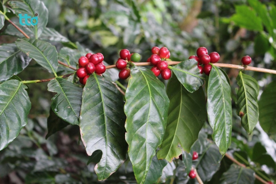 Cà phê Typica tại Việt Nam có gì đặc biệt?