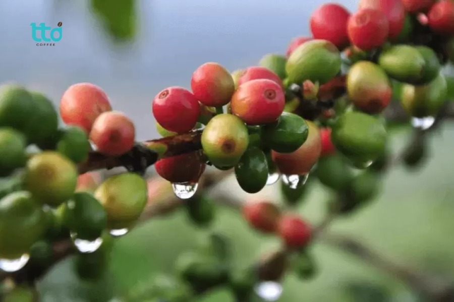 Hương vị cà phê Typica
