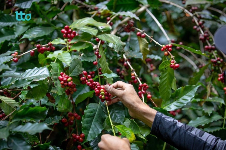 Cà phê Typica là gì?