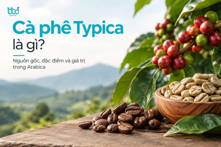Cà phê Typica là gì? Nguồn gốc, đặc điểm và giá trị trong Arabica